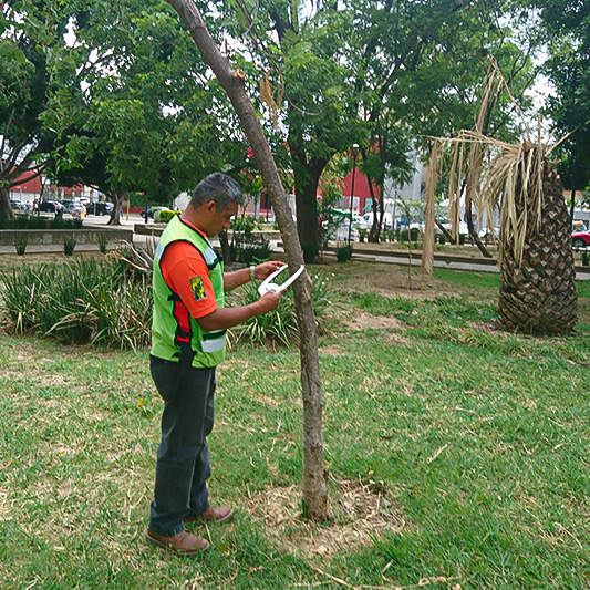 2. PROGRAMA-DE-ARBOLADO