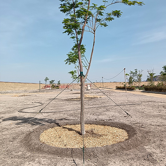 8-ARBORIZACIONES-URBANAS
