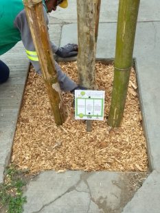 SERVICIO ARBORIZACIONES URBANAS 4