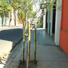 SERVICIO ARBORIZACIONES URBANAS 7