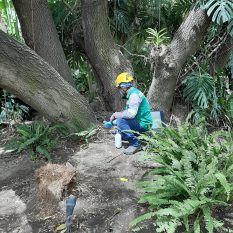 SERVICIO- PLAGAS 2