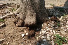 SERVICIO RETIRO DE ÁRBOLES 10
