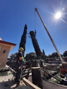 SERVICIO RETIRO DE ÁRBOLES 4