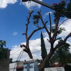 SERVICIO RETIRO DE ÁRBOLES 6
