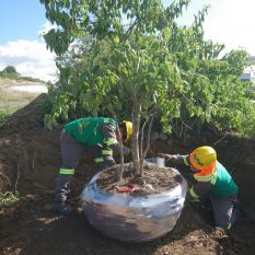 SERVICIO-TRASPLANTE 2