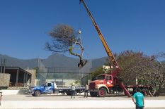 SERVICIO-TRASPLANTE 4